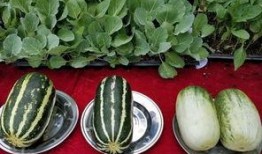 娱乐吃瓜壁纸图片,揭秘吃瓜群众背后的故事